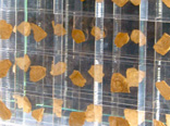 carol mancke: carbon carats